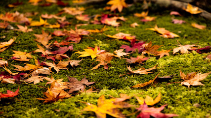 autumn leaves on the grass