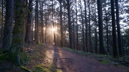 Fototapeta premium Sunlights in the forest