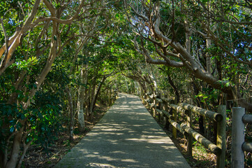 和歌山　大島　遊歩道