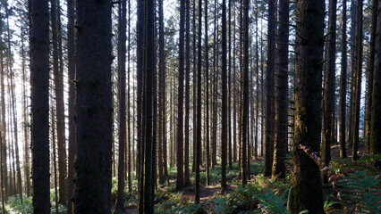 Sunlights in the forest