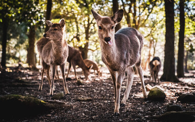 Naklejka na ściany i meble deers in the forest