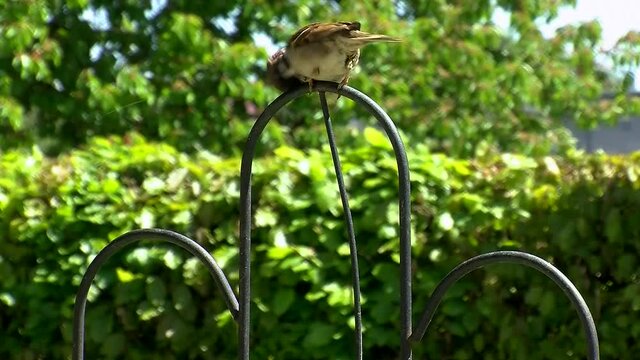 Sperlinge machen kurze Rast auf einem Metallgestell im Garten