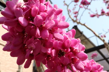 春 庭のハナズオウのピンクの花