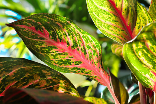 Closeup Of The Speckled Varigation On An Chinese Evergreen Plant