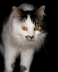 Stunning Maine Coone breed cat with bright orange eyes staring directly at camera on black background with head, legs and body showing. Curious feline. 