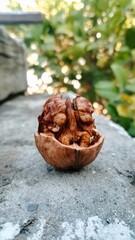 walnut on the ground 