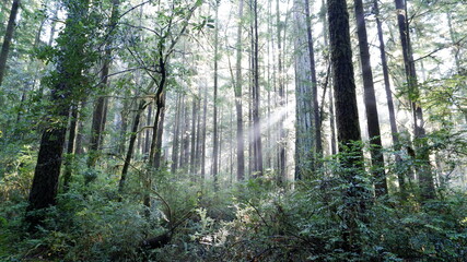 Trees and sunbeams in forest