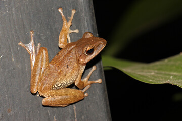 Obraz premium Polypedates leucomystax is a species in the shrub frog family Rhacophoridae. It is known under numerous common names, including common tree frog, four-lined tree frog, golden tree frog or striped tree