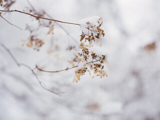 冬の植物