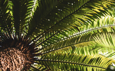 palm tree leaves background