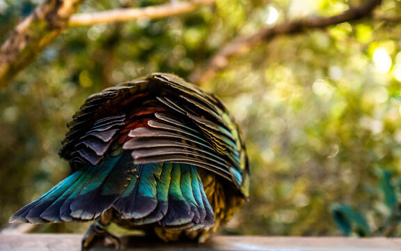 Kia Ora Parrot From The Back Close Up