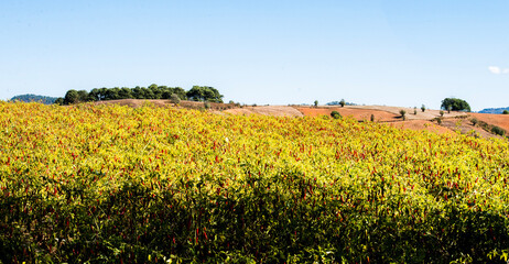 chili chilli field