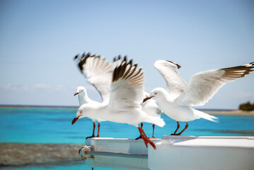seagulls in flight