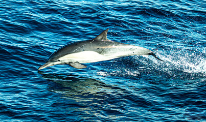 Obraz premium dolphin in the water