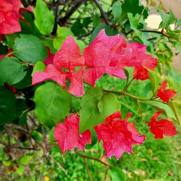red bougainvillea flower
