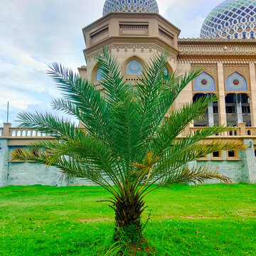 palm tree in the mosque yard