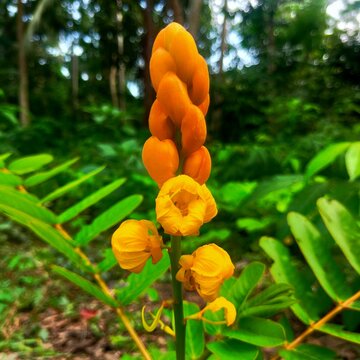 caesalpinia sappan flower