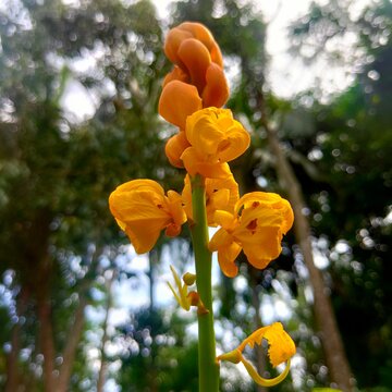 caesalpinia sappan flower with low angle