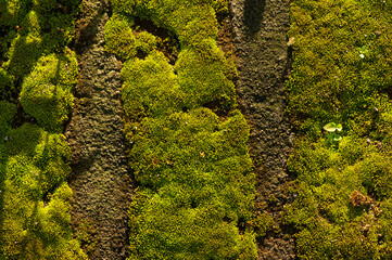 Green moss on the stone in the morning sunlight