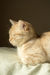 眠るマンチカン