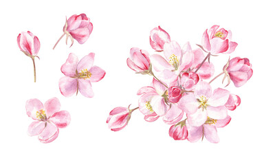 Fototapeta na wymiar Watercolor illustration of fruits trees blossom on white isolated background. Fresh and beautiful floral set for spring time.