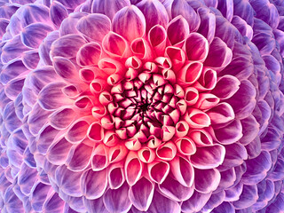 Dahlia purple-pink flower.  Macro. Motley big flower. Background from a flower. Nature.