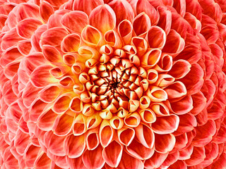 Dahlia red flower.  Macro. Motley big flower. Background from a flower. Nature.