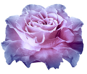 Rose  purple-blue flower on white isolated background with clipping path. Closeup.  For design. Nature.