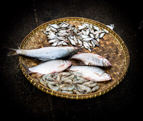 isolated fish