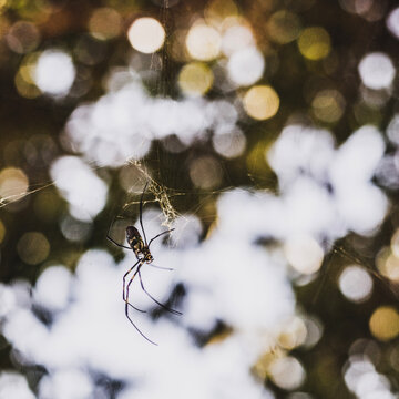 spider on a web and bokeh