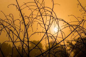 Obraz premium Silhouette of tree in the morning, Chiangmai province Thailand