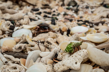 green shell on the beach