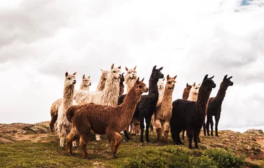 Foto auf Acrylglas Lama Alpakas in Peru