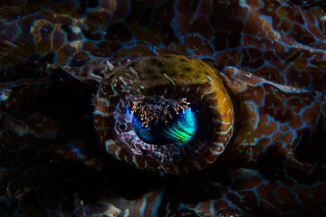 The Eye of the Flathead