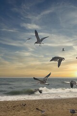 seagulls on the beach