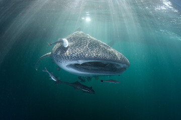 The Whale Shark