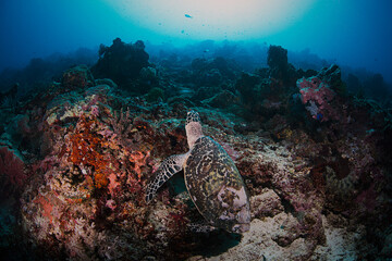 The Turtle 2