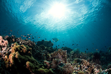 Fototapeta na wymiar The Reef in Maratua (Indonesia)