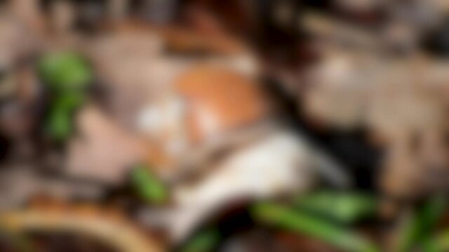 Blurred background. Snail eats green leaf close-up dry leaves on a sunny day