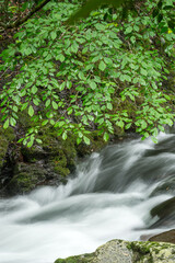 Fototapeta premium 緑の枝葉の下の川の流れ