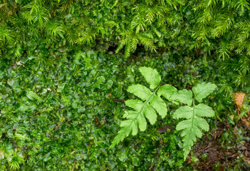 緑の苔の上のシダの葉
