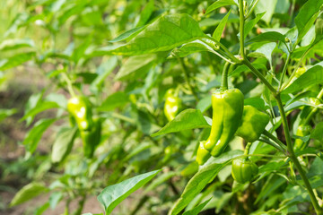 畑の緑のピーマンの実