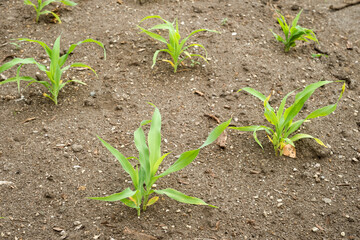 畑のトウモロコシの若い株