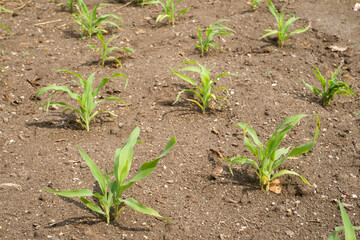 畑のトウモロコシの若い株