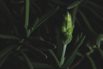  lavender plant on black background, macro close up