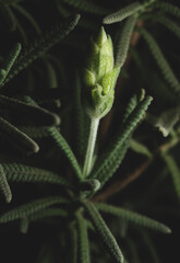  lavender plant on black background, macro close up