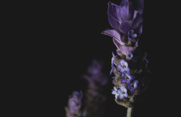  portrait of lavender flower on black background