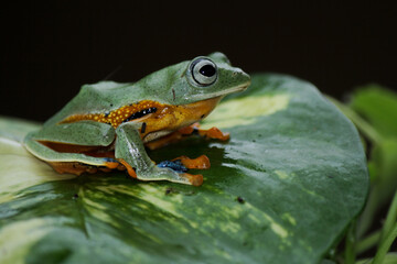 Rhacophorus reinwardtii, flying tree frog on the leaf