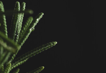 Fototapeta na wymiar lavender plant on black background, macro close up