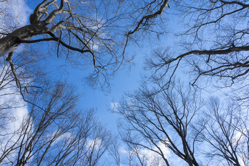 青空に長く伸びるブナの木々